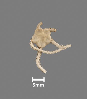 Media type: image;   Invertebrate Zoology OPH-1292 Aspect: dorsal